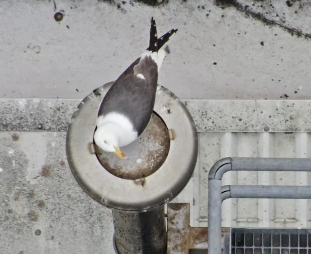 skykam-drone-pilot-picture-10